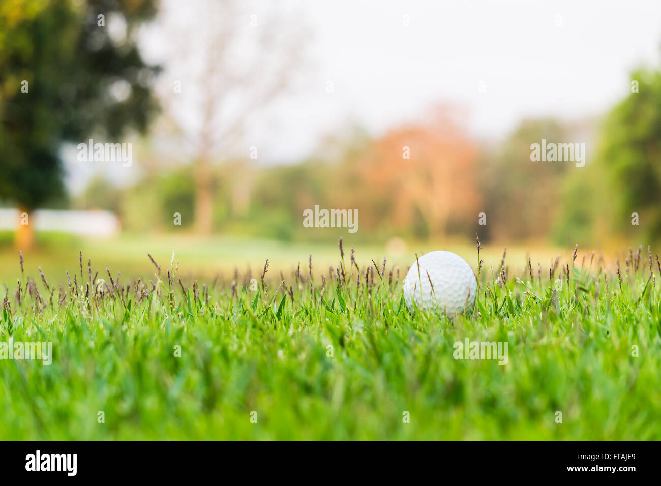A golf ball is half buried in deep green grass in the rough Stock Photo