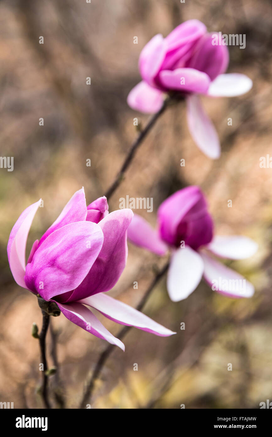 Beautiful Early Spring Pink Magnolia Tree Flower Blossoms Close-Up with Elegant Outdoor Garden Woods Bokeh Background Stock Photo