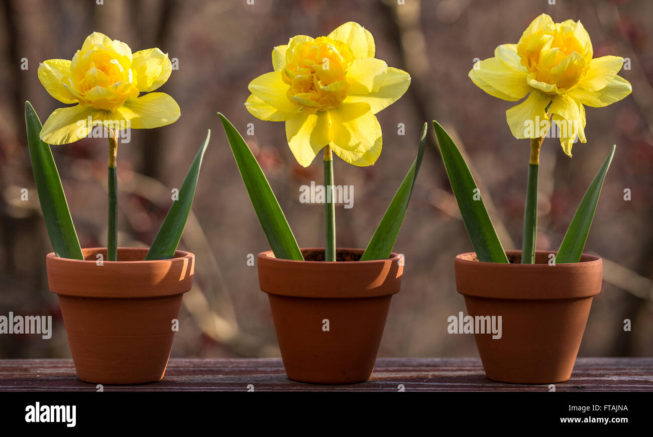 Whimsical Spring Bright Big Yellow Double Daffodil Flower Blossoms in Three Cute Miniature Clay Pots Fun Outdoor Garden Display Stock Photo