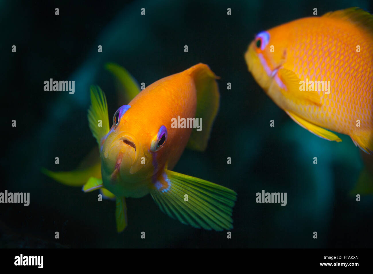 Female Scalefin Anthias Stock Photo - Alamy