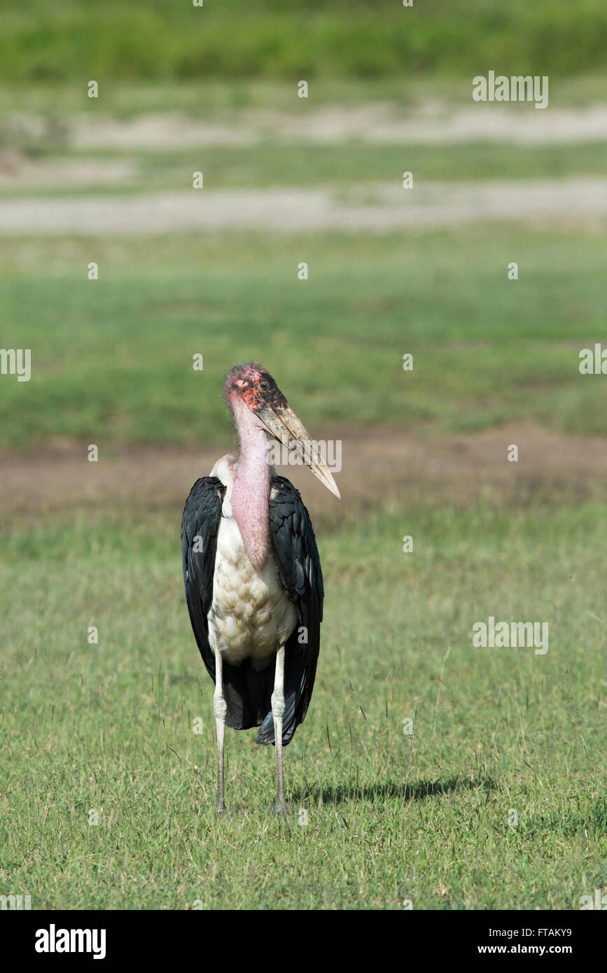 Marabou stork (Leptoptilos crumeniferus) Stock Photo
