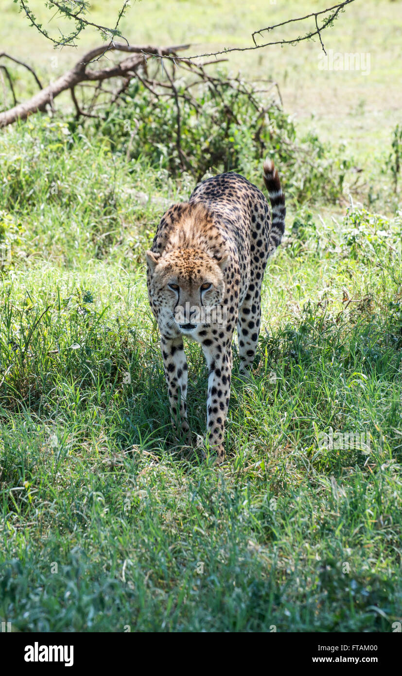 Cheetah (Acinonyx jubatus) Ndutu, Tanzania Stock Photo Alamy
