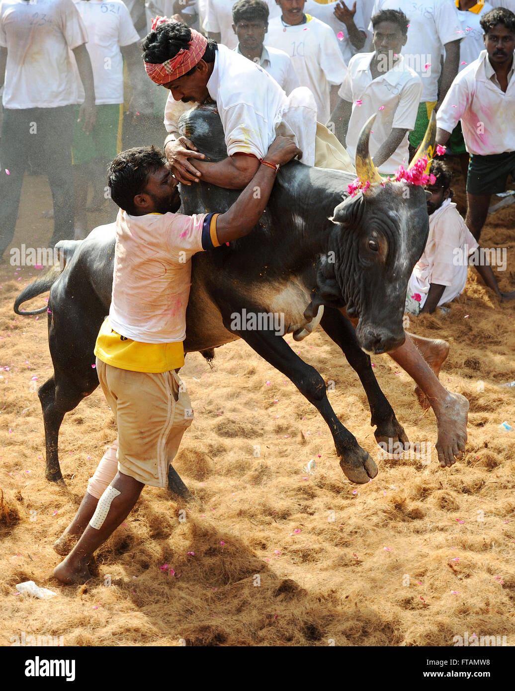 Jallikattu /taming the bull is a 2000 year old sport in Tamilnadu,India.It happens during pongal (harvest festival) celebrations Stock Photo