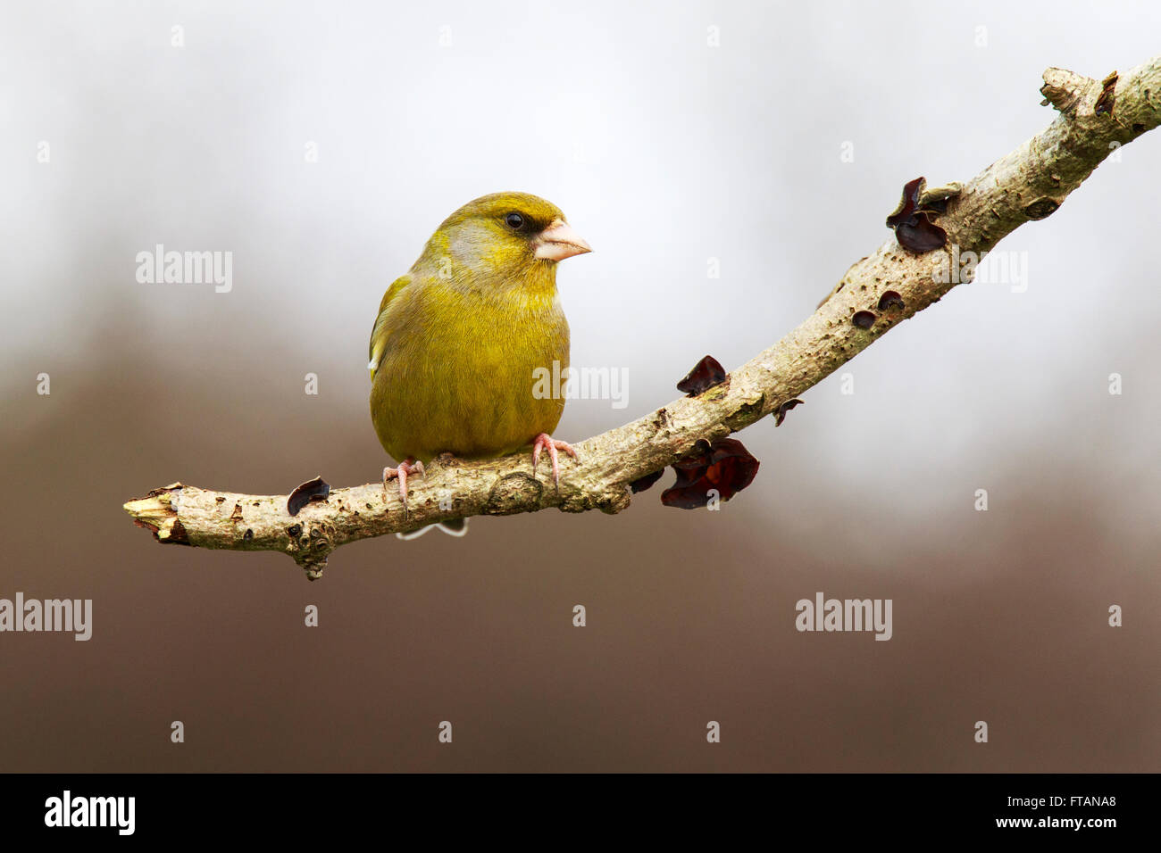 European Greenfinch Carduelis chloris adult perched Stock Photo