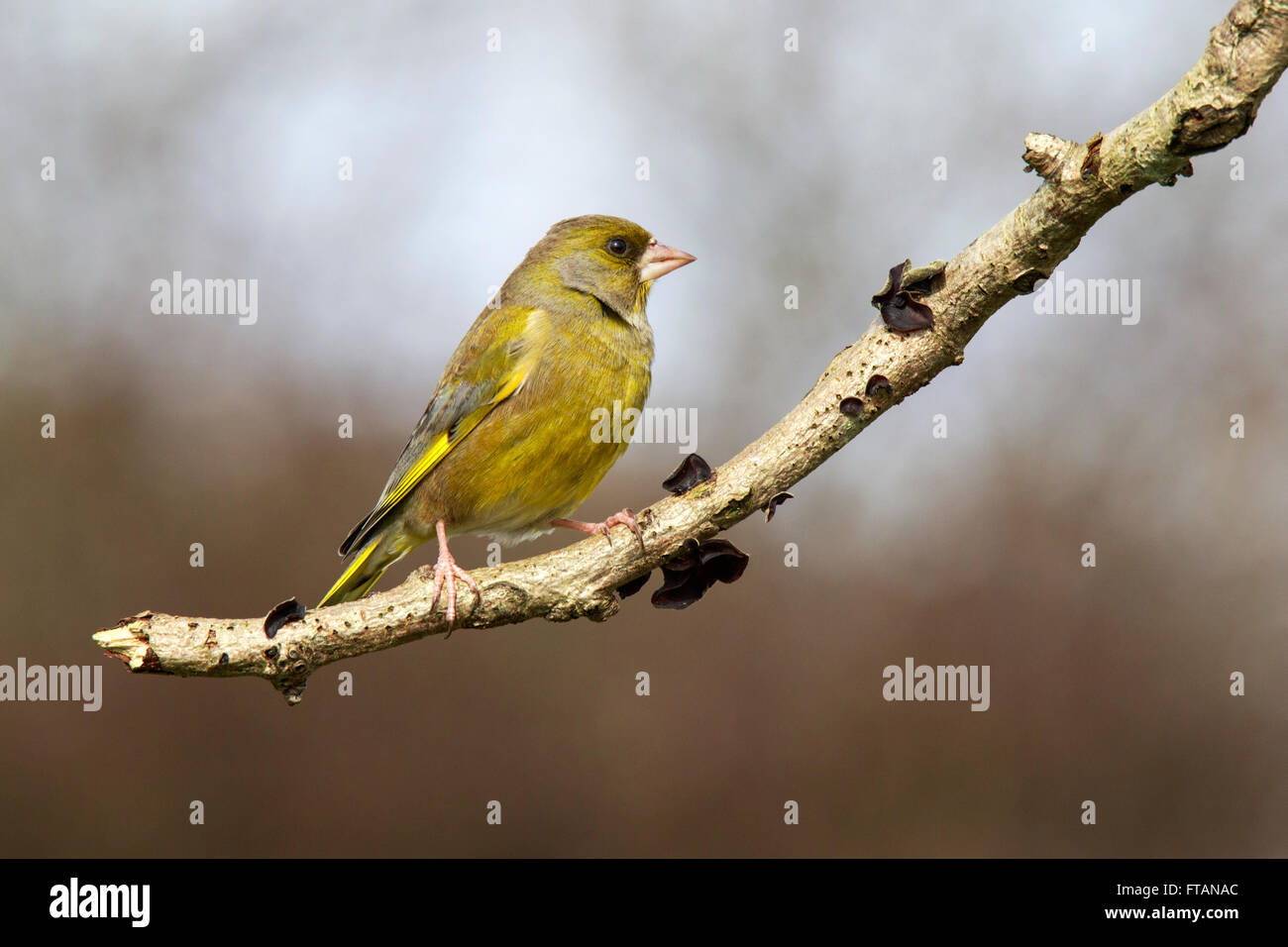 European Greenfinch Carduelis chloris adult perched Stock Photo