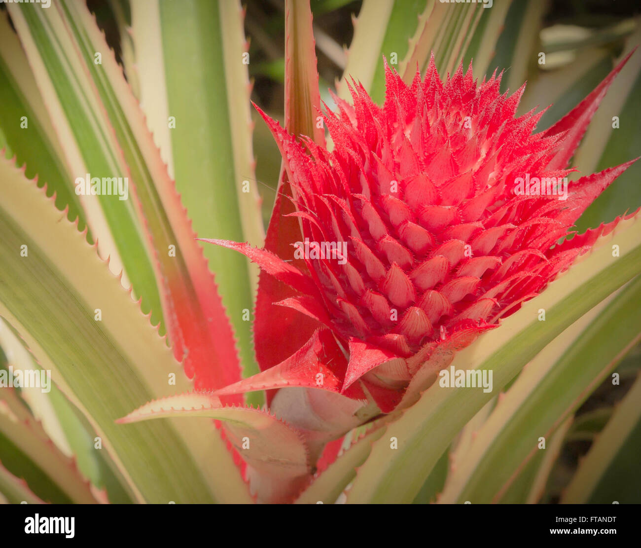 Ananas Bracteatus in the Bromeliad pineapple family Stock Photo