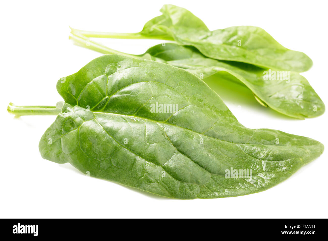 Fresh spinach leaves Stock Photo