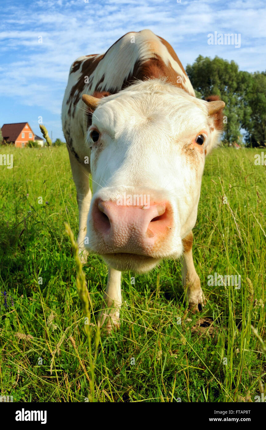 Cow on a summer pasture standing and looking at photographer Stock ...