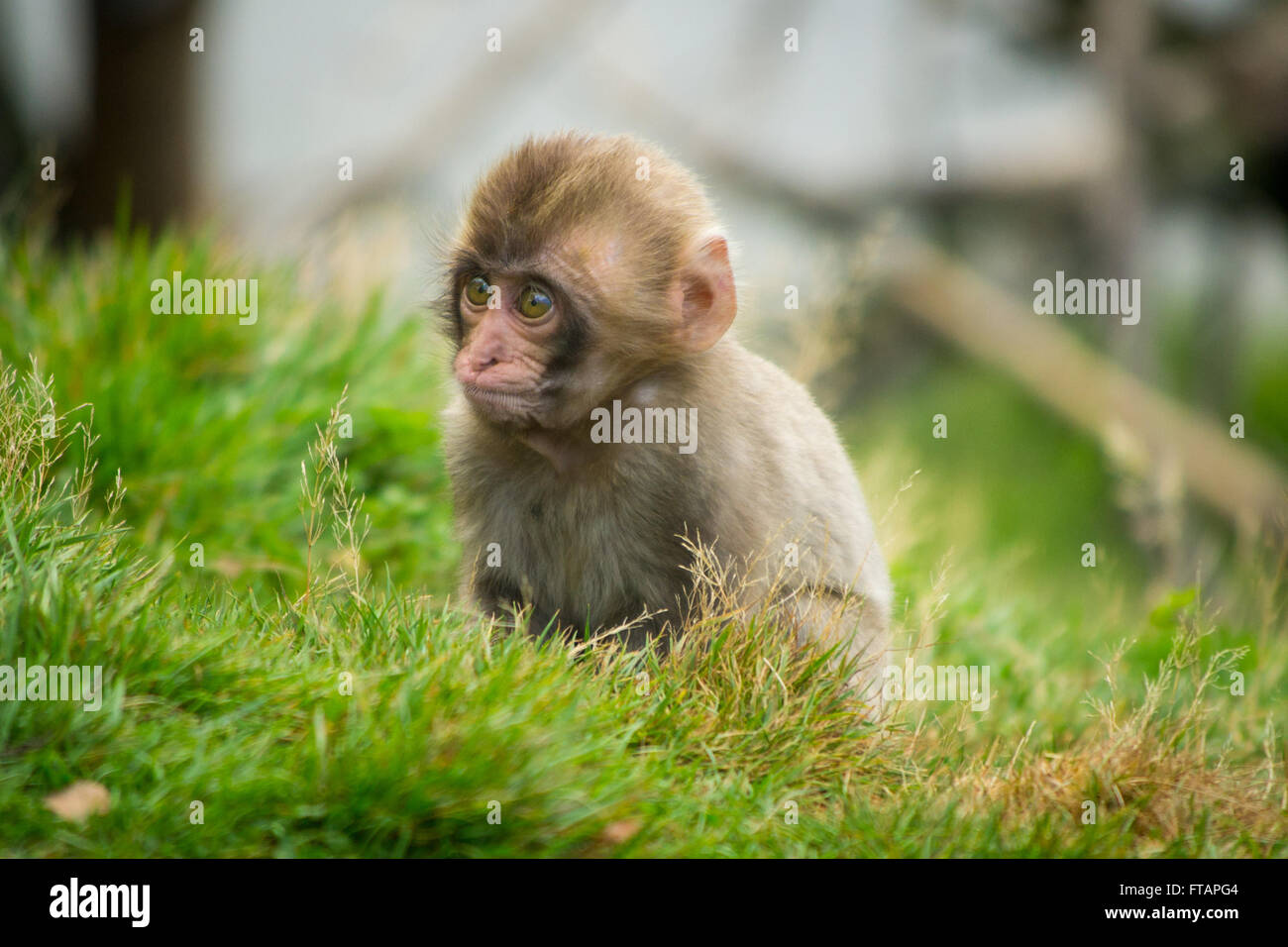 Baby Snow Monkeys High Resolution Stock Photography And Images Alamy