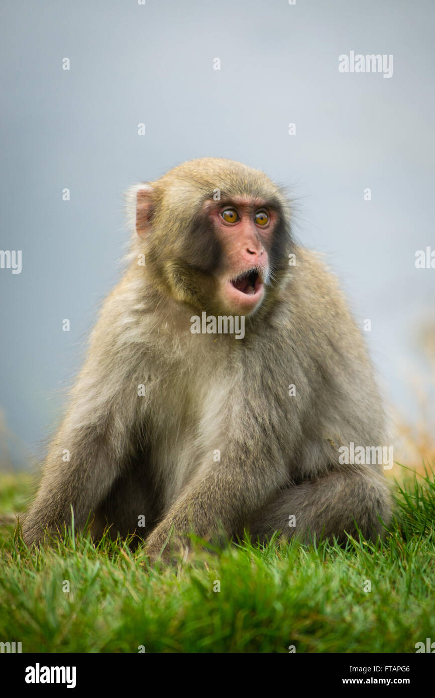 A Japanese Macaque (Macaca fuscata), also know as a Snow Monkey, looks shocked and surprised as it sits in the grass. Stock Photo