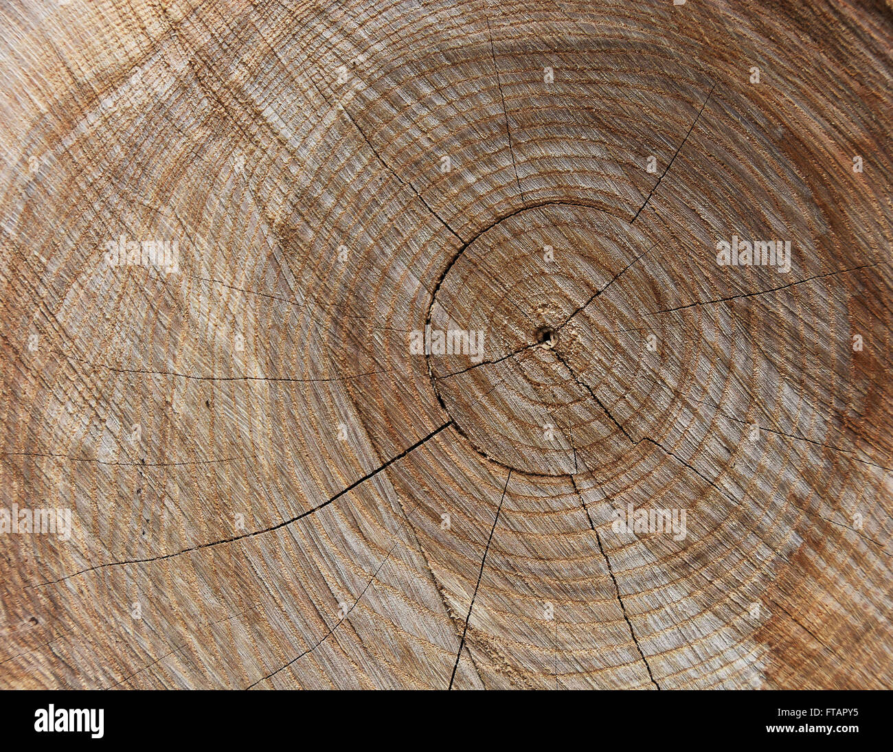 Close up of oak tree with rings and cracks. Stock Photo