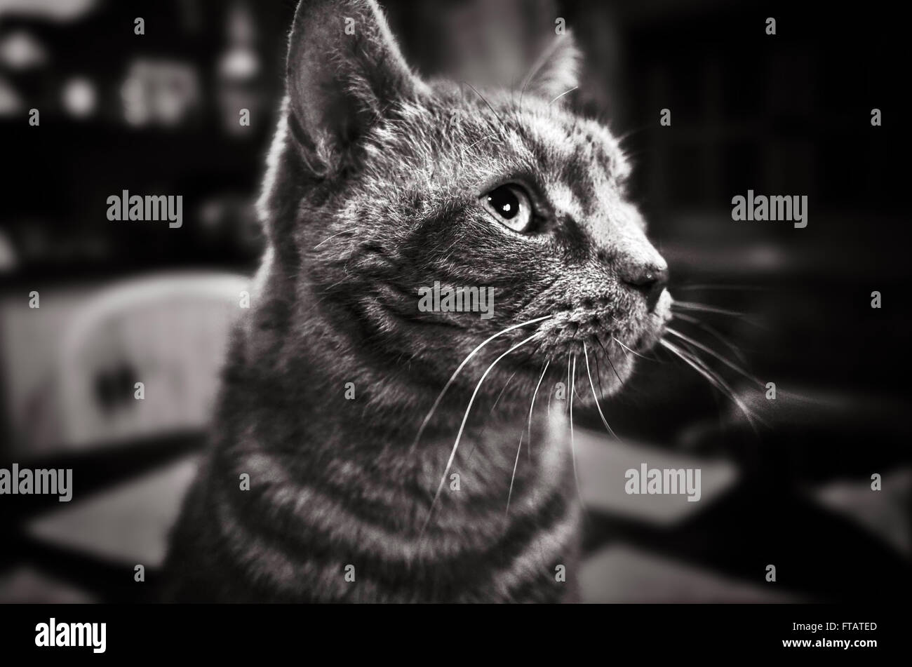 Image of a Tom Cat siting on a table and looking out of a window while the photograph was taken. Converted to Black and Whit Stock Photo