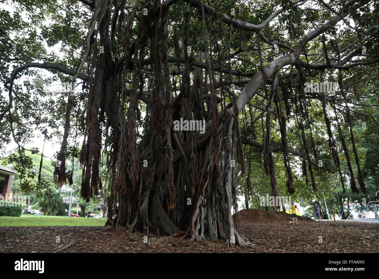 Moreton Bay Fig – (Ficus macrophylla) at Elkington Park in Balmain, Sydney, Australia. Stock Photo