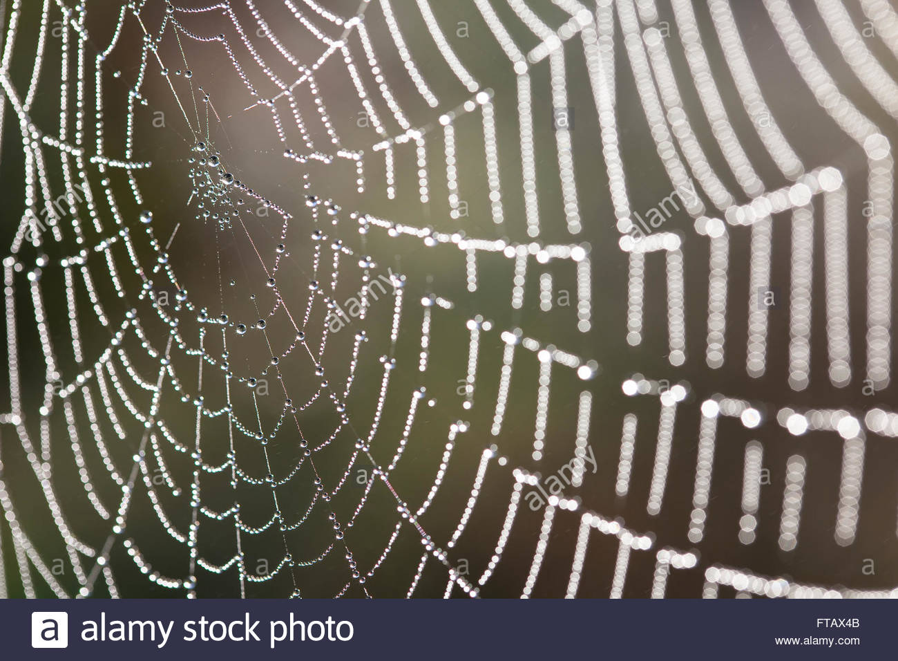 Webs patterns