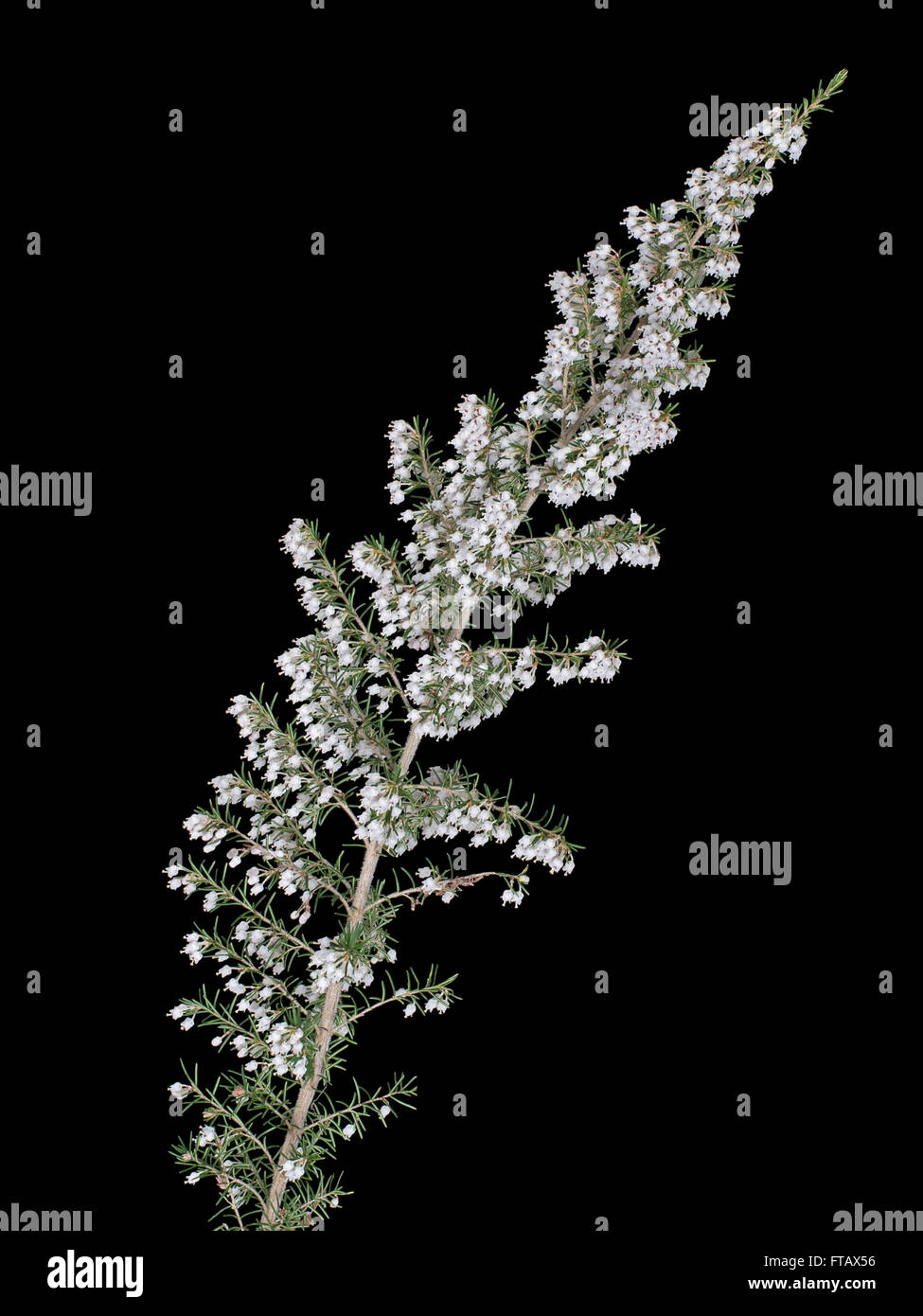 Wid white tree heather isolated on black Stock Photo