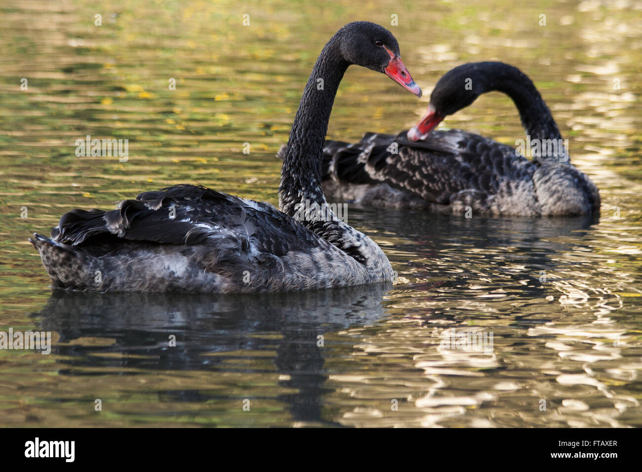 Black swans signets on glistening golden green water with  dappled black and grey plumage. Long black neck and head a red bill with base to eye line. Stock Photo