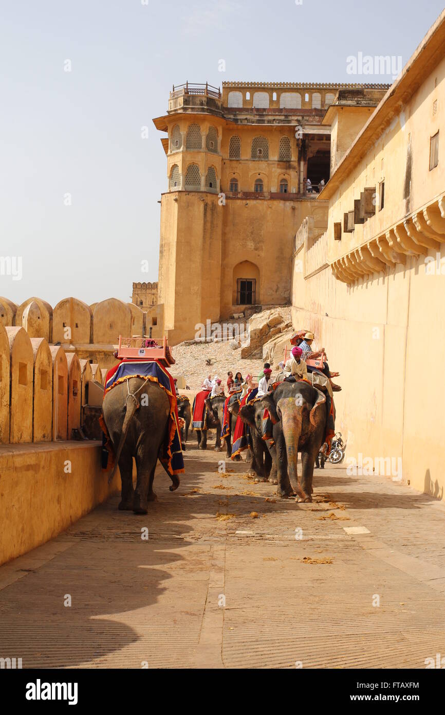 Elephants carrying tourists to the Amber Fort, Jaipur, Rajasthan, India Stock Photo