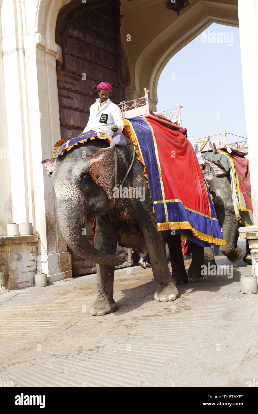 Elephants carrying tourists to the Amber Fort, Jaipur, Rajasthan, India Stock Photo