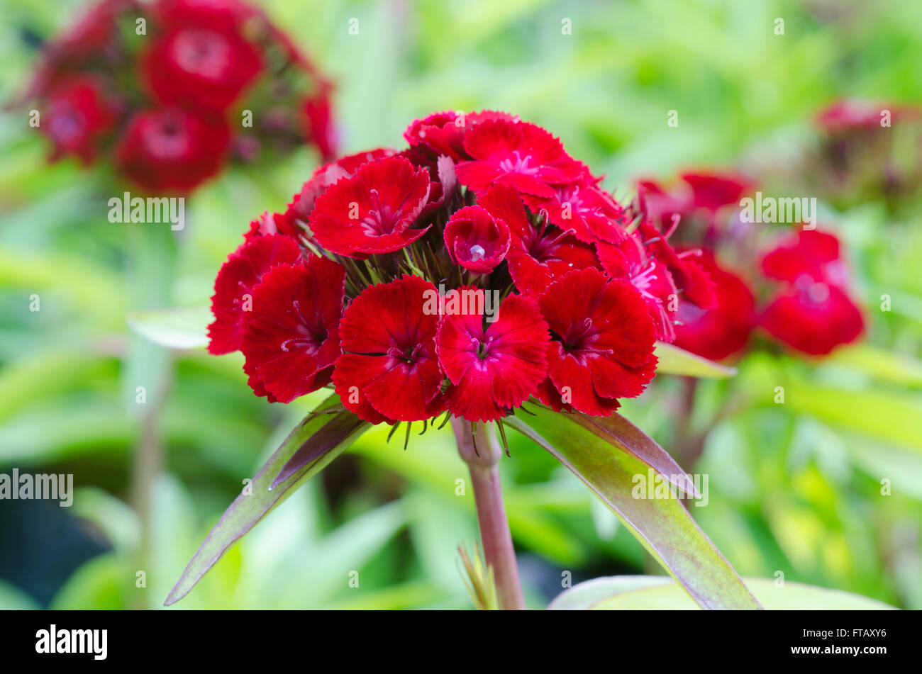 Dianthus chinensis (China Pink) Stock Photo