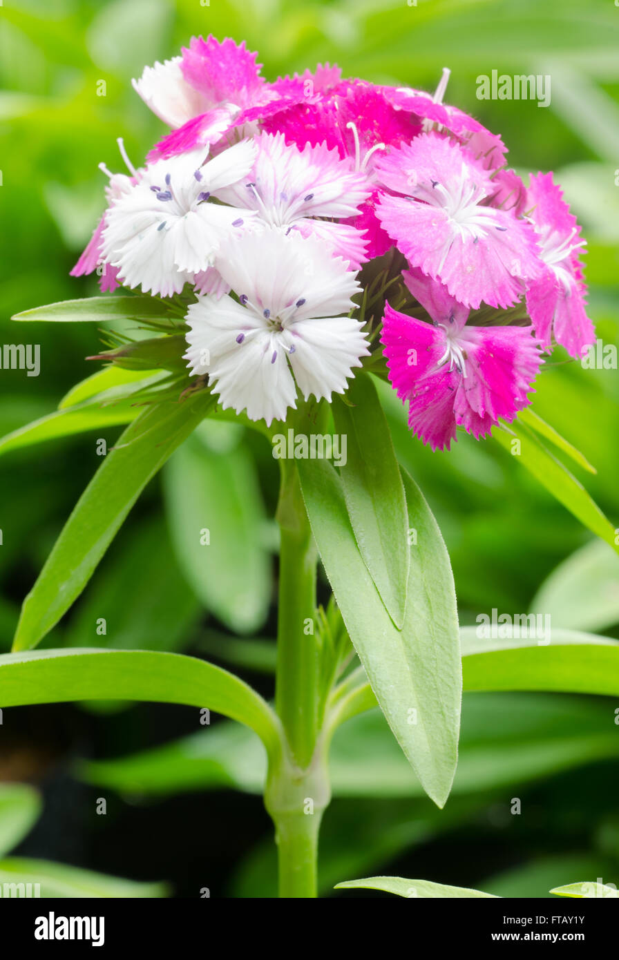 Dianthus chinensis (China Pink) Stock Photo