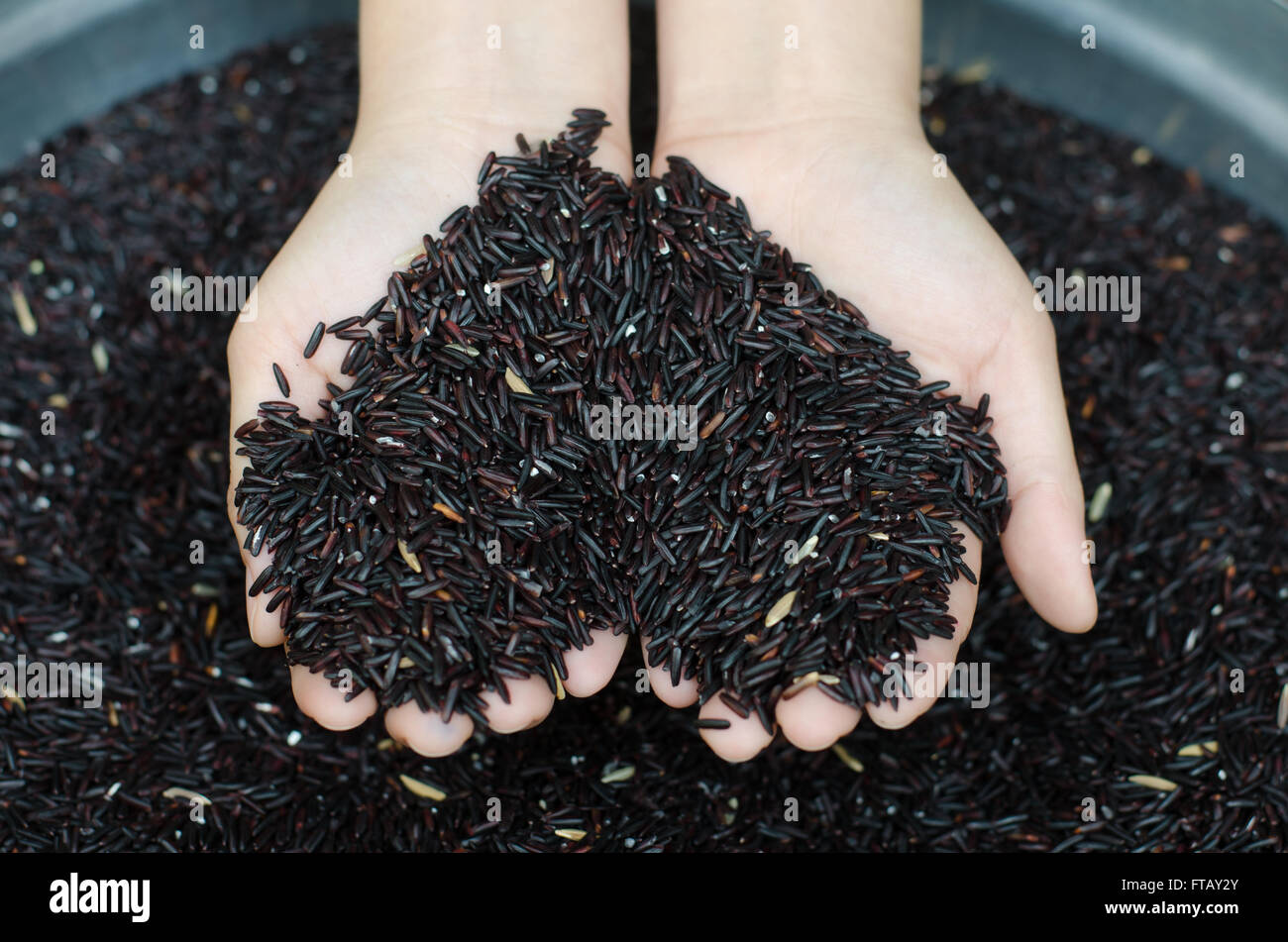 Rice berry in hand Stock Photo