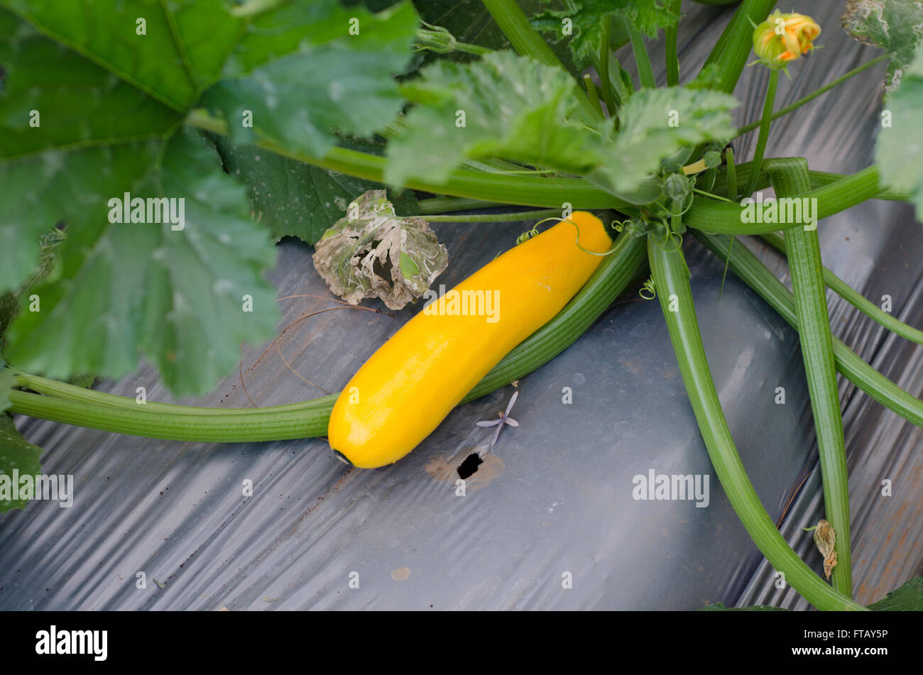 Zucchini or courgette plants growing in garden Stock Photo