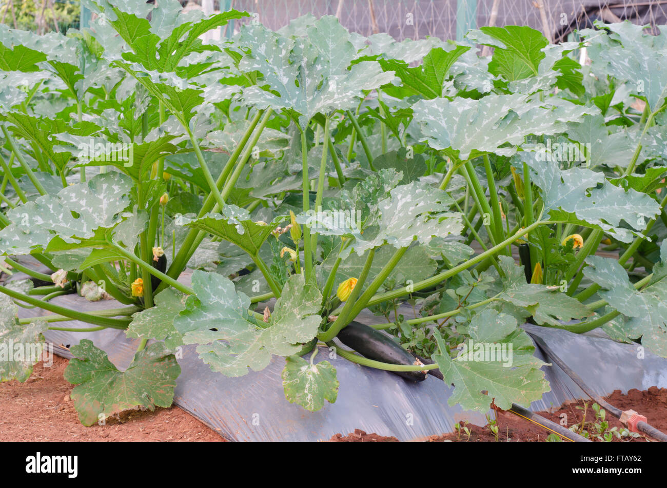 Zucchini or courgette plants growing in garden Stock Photo