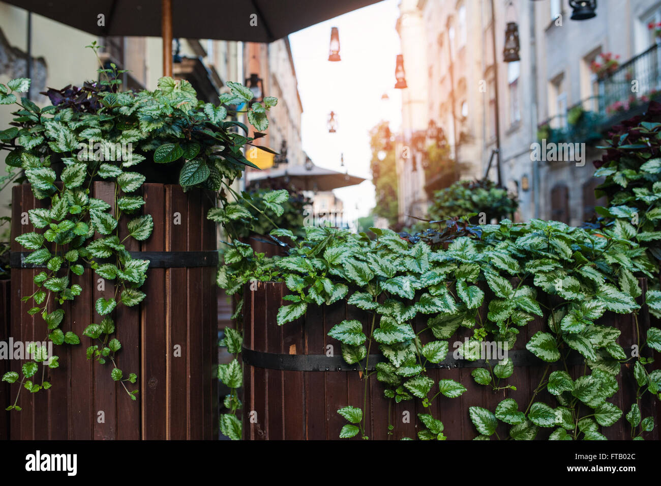 decoration of green leaves in an outdoor cafe Stock Photo