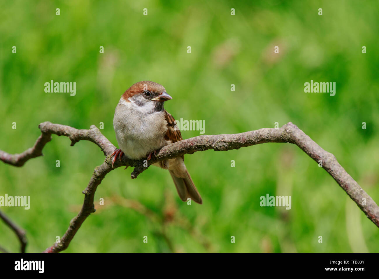Eurasian Tree Sparrow Passer montanus immature perched on a twig Stock Photo