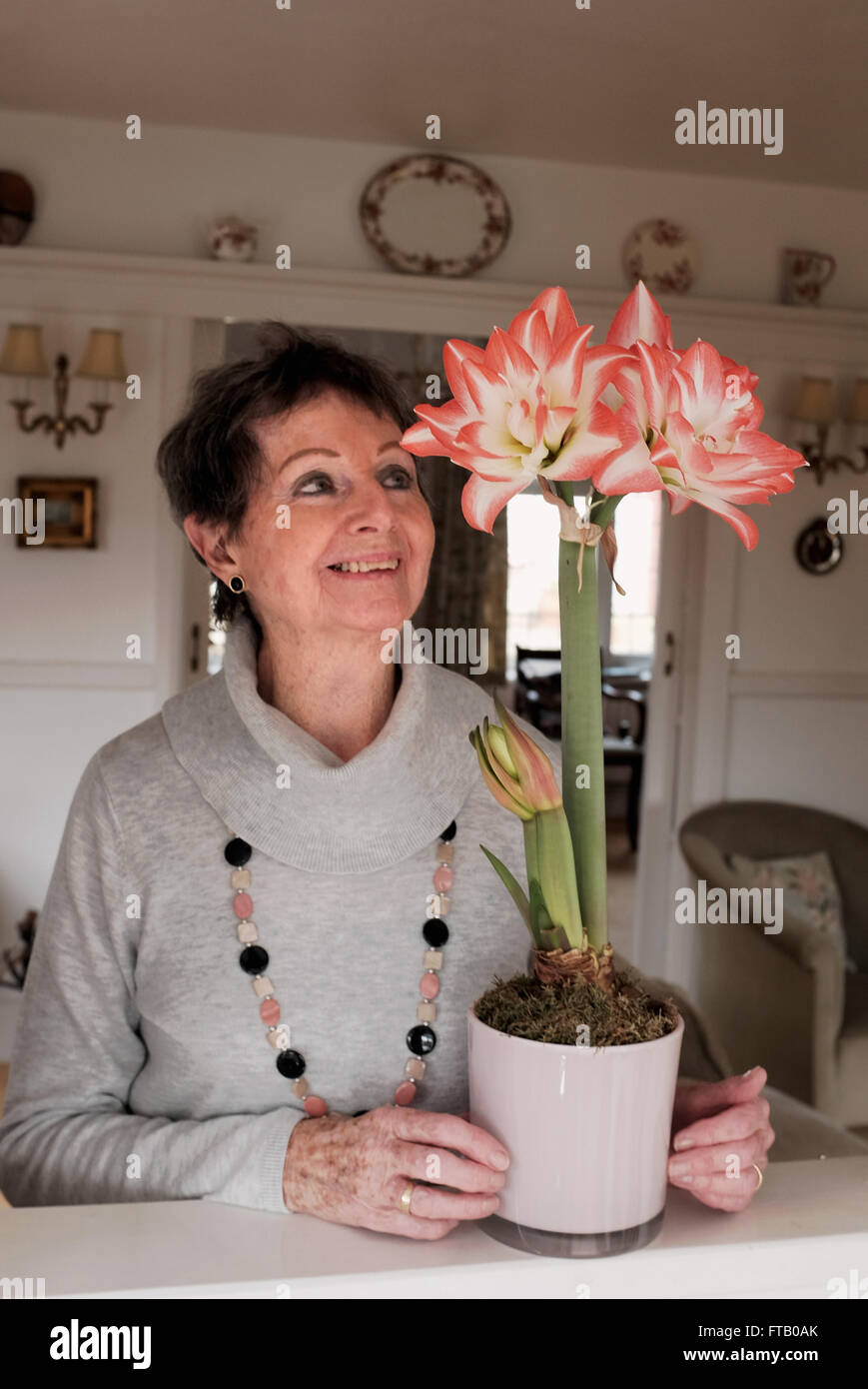 Elderly woman admires her quadruple headed red Amaryllis pot plant at home Stock Photo