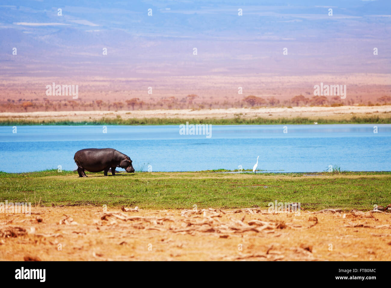 Hippo out of water walking in grass, Kenya, Africa Stock Photo
