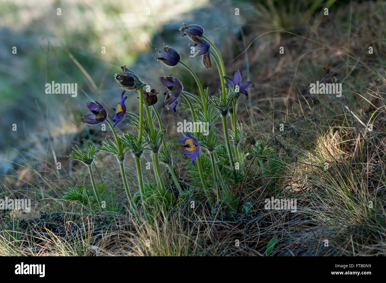 Pulsatilla vulgaris flowers at spring in mountain Balkan, Bulgaria Stock Photo
