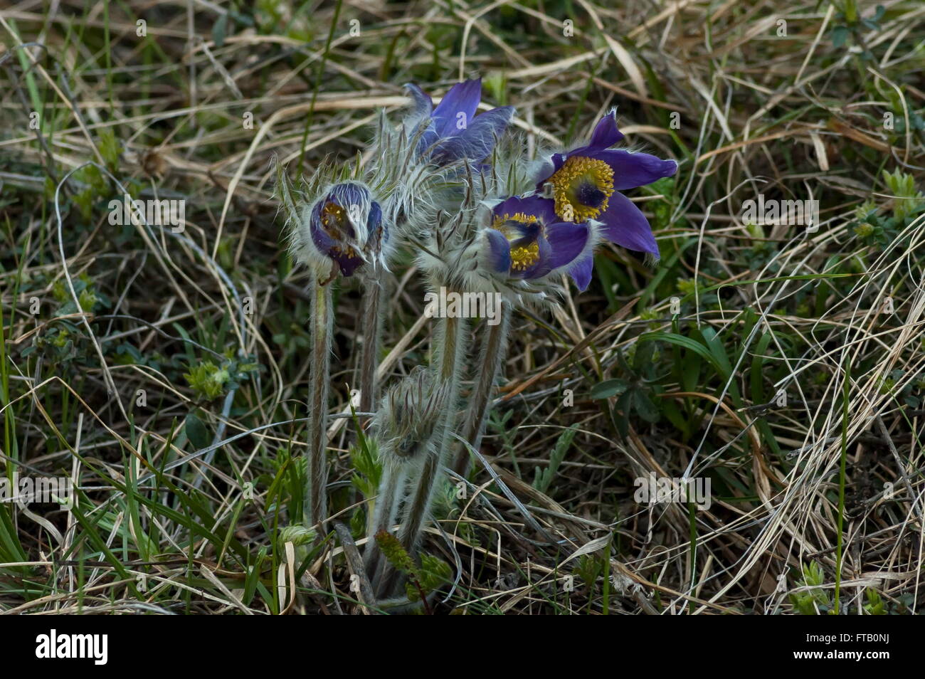 Pulsatilla vulgaris flowers at spring in mountain Balkan, Bulgaria Stock Photo