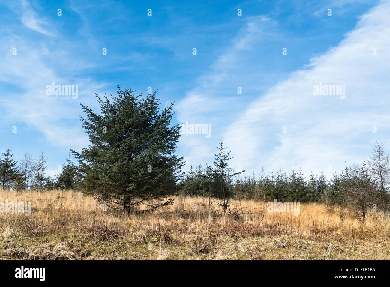 Pine trees at the edge of St Gwynno Forest. Stock Photo