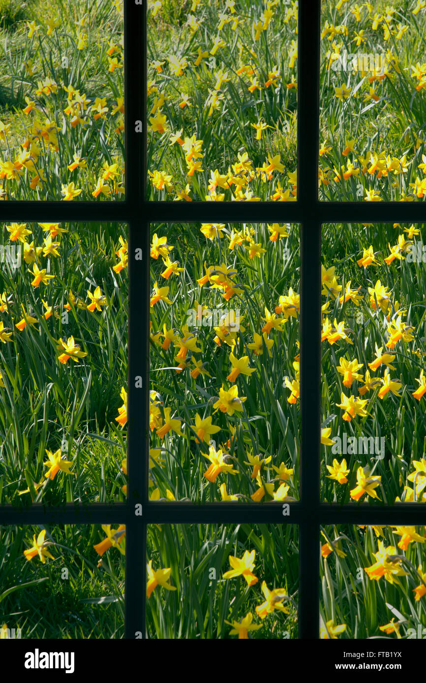 Daffodils in garden border through a window Spring Stock Photo Alamy