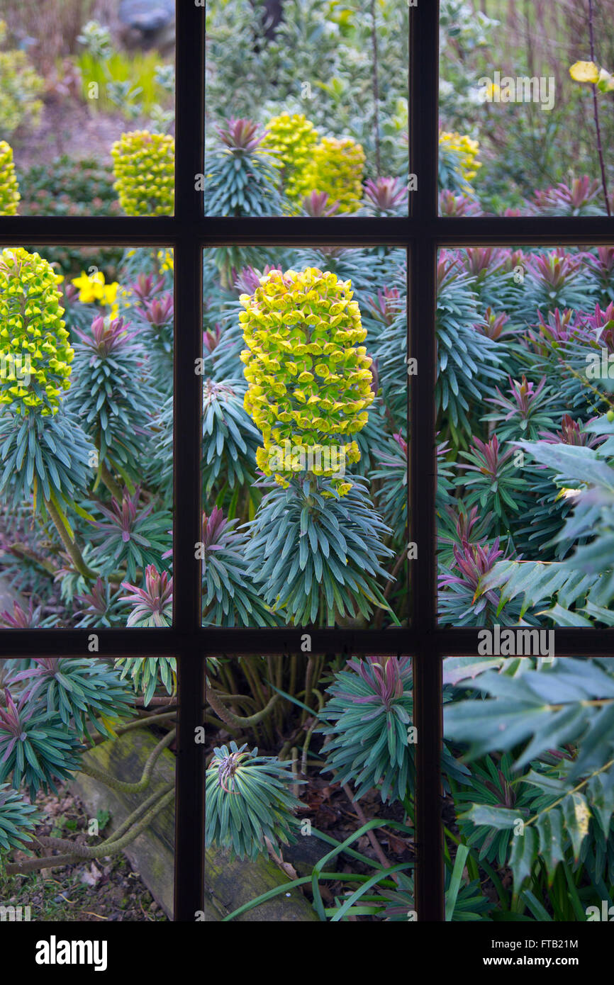 Euphorbia characias subsp. wulfenii spurge through window Stock Photo