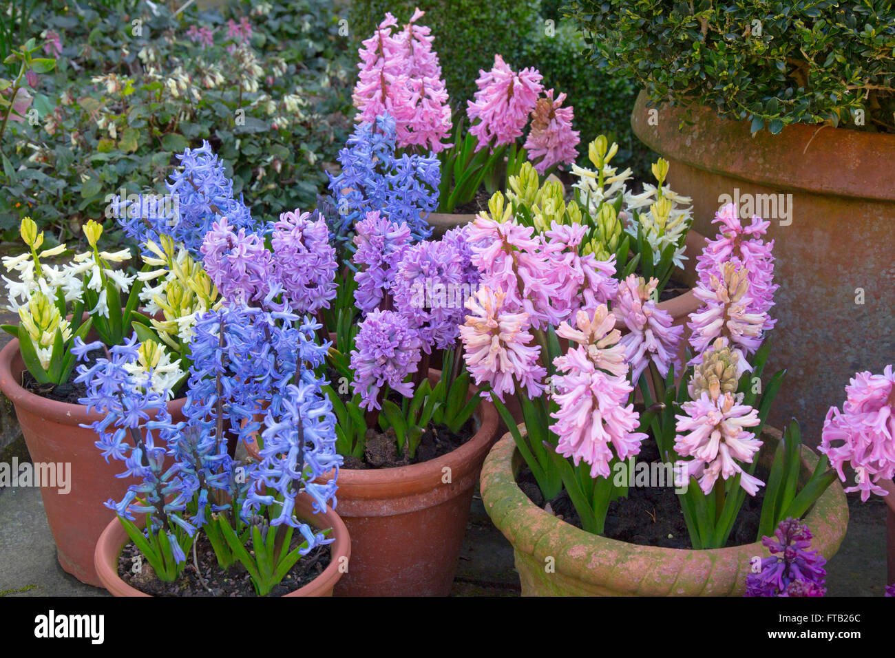 Hyacinths in flower growing in container pots Spring Norfolk Stock Photo Alamy