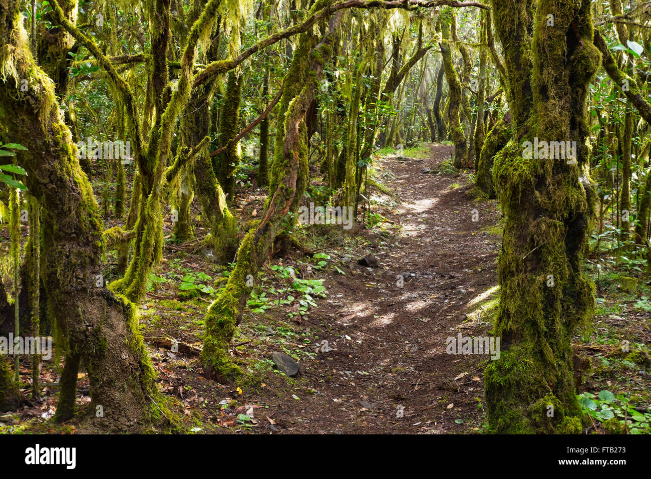 Path through laurel forest, Garajonay National Park, La Gomera, Canary Islands, Spain Stock Photo