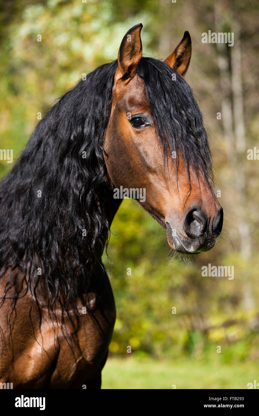 PRE horse, brown, portrait, Austria Stock Photo