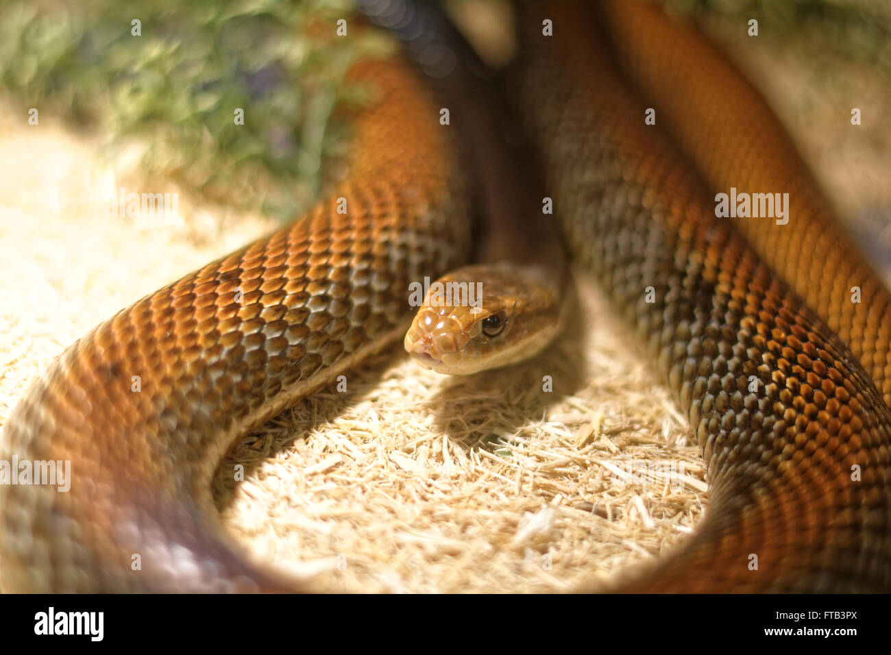 Snake in the terrarium - Coastal taipan Stock Photo