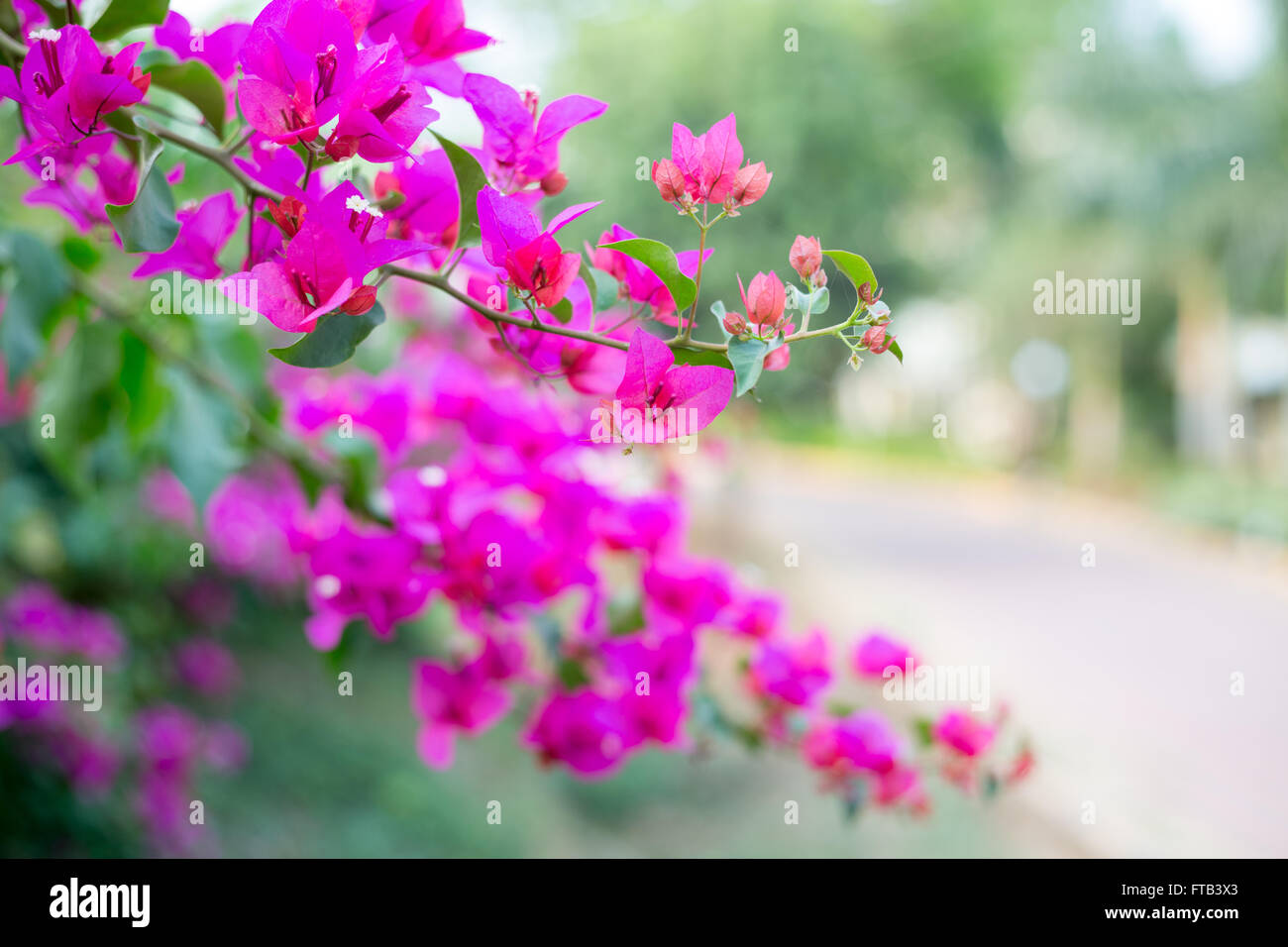 Pink flowers background - Shallow focus depth Stock Photo