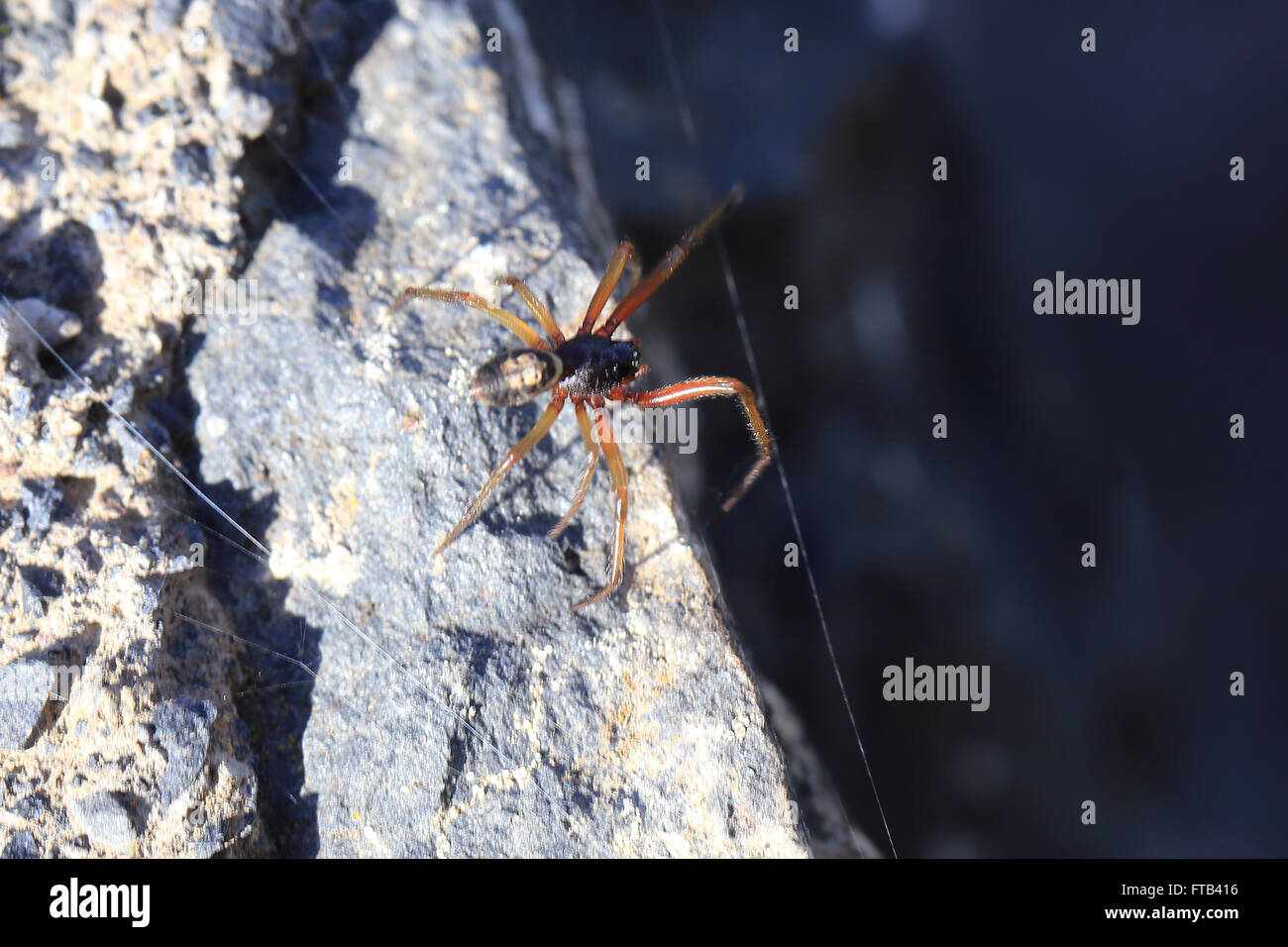 False Widow Spider, (Steatoda nobilis), La Gomera, Canary Islands, Spain. Stock Photo