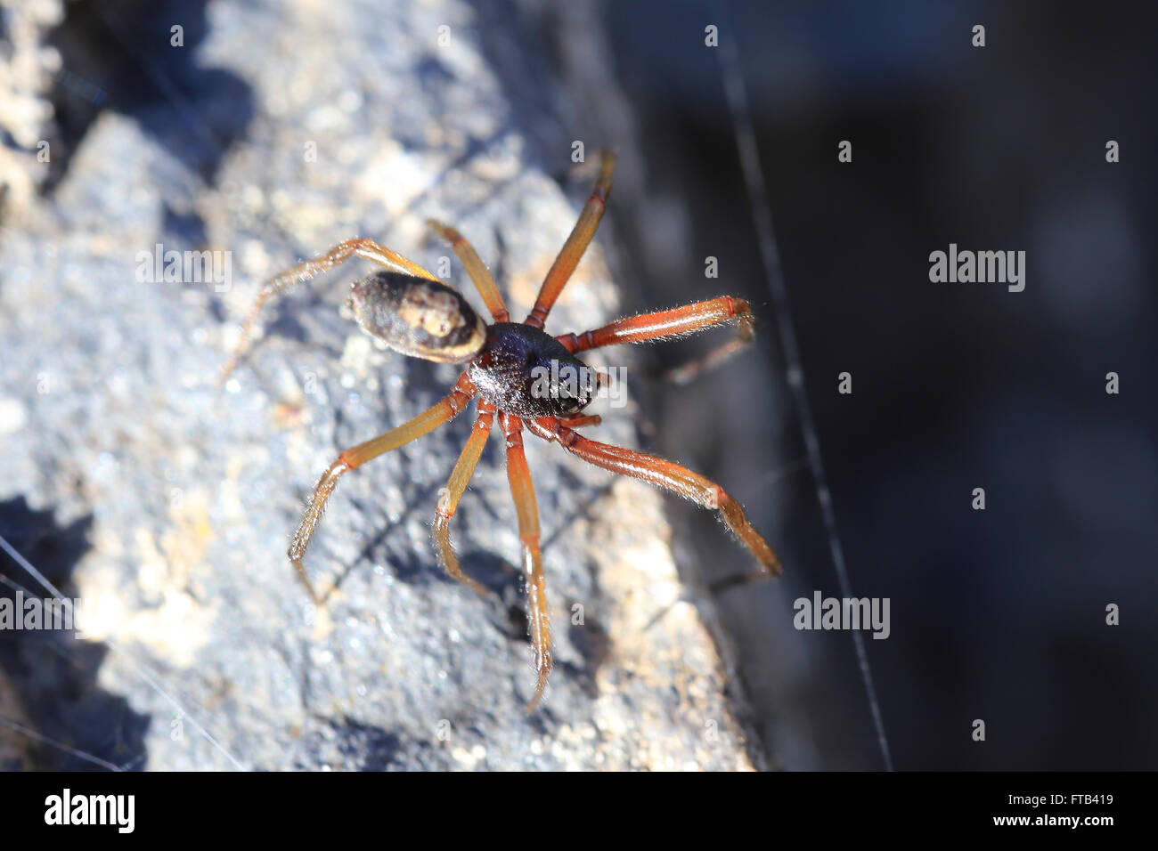 False Widow Spider, (Steatoda nobilis), La Gomera, Canary Islands, Spain. Stock Photo