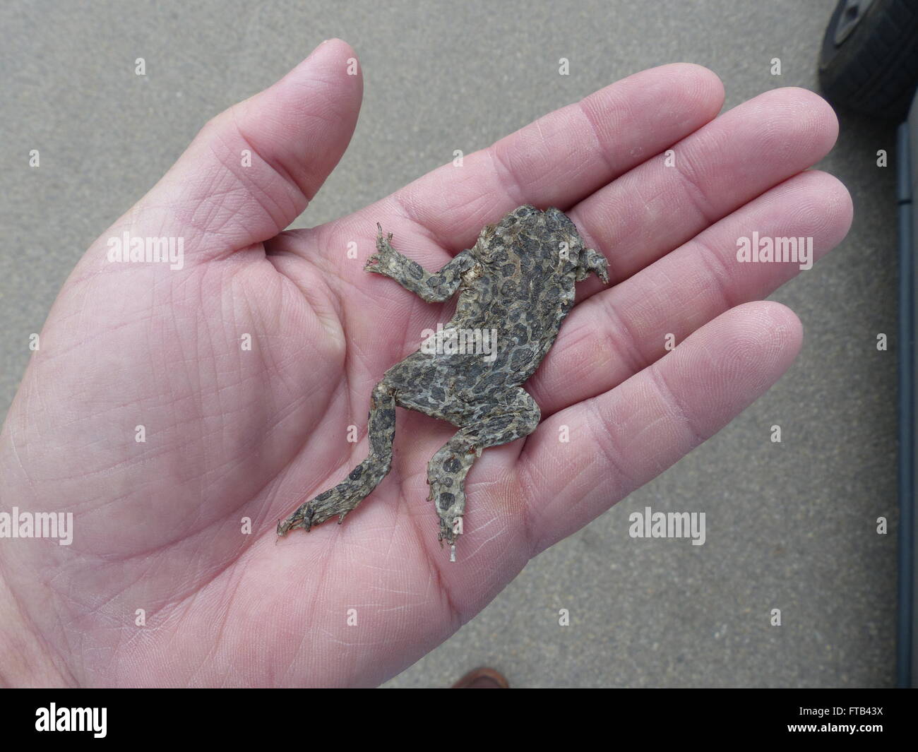 Czech Republic - Poldovka. Man holds road killed toad in his palm. Toad is a protected species. Stock Photo