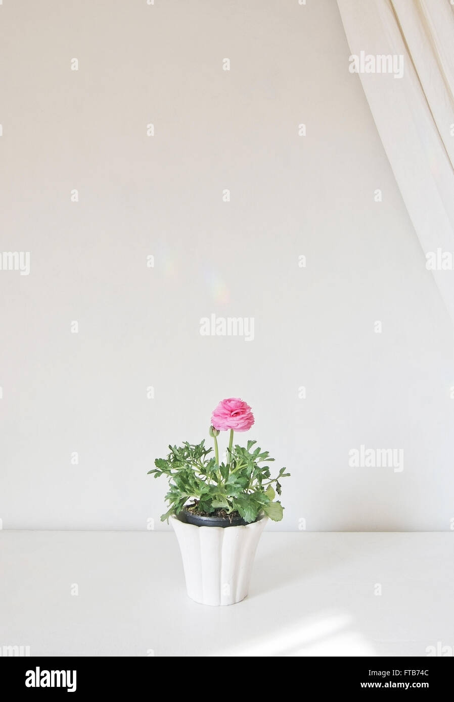 Pink ranunculus flower in pot with white linen drape against white wall. Stock Photo