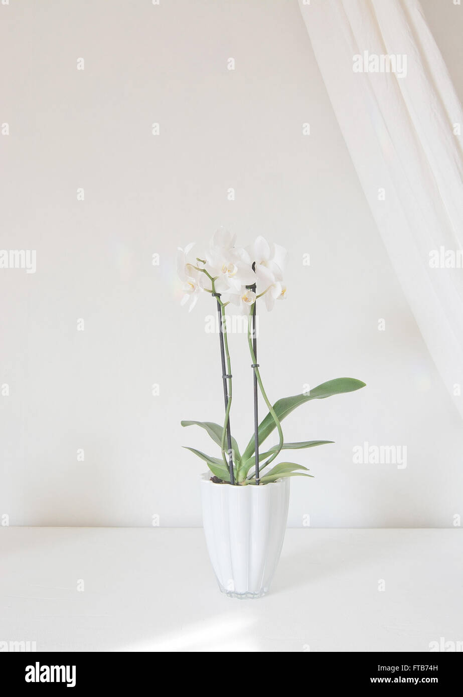 White orchid flowers in pot with white linen drape against white wall. Stock Photo