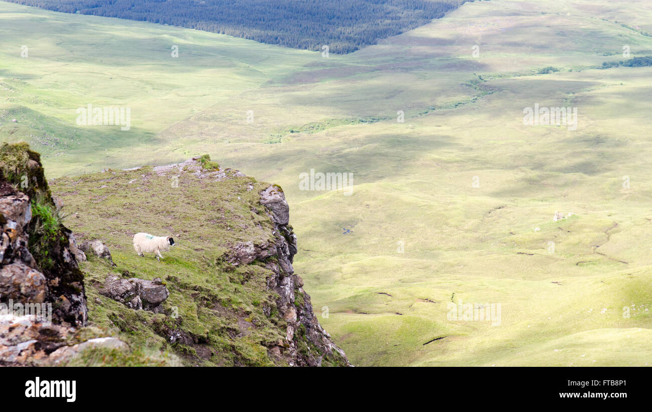 A lone sheep on a ledge on a mountain on the Isle of Skye in Scotland, looking down on the landscape from above. Stock Photo