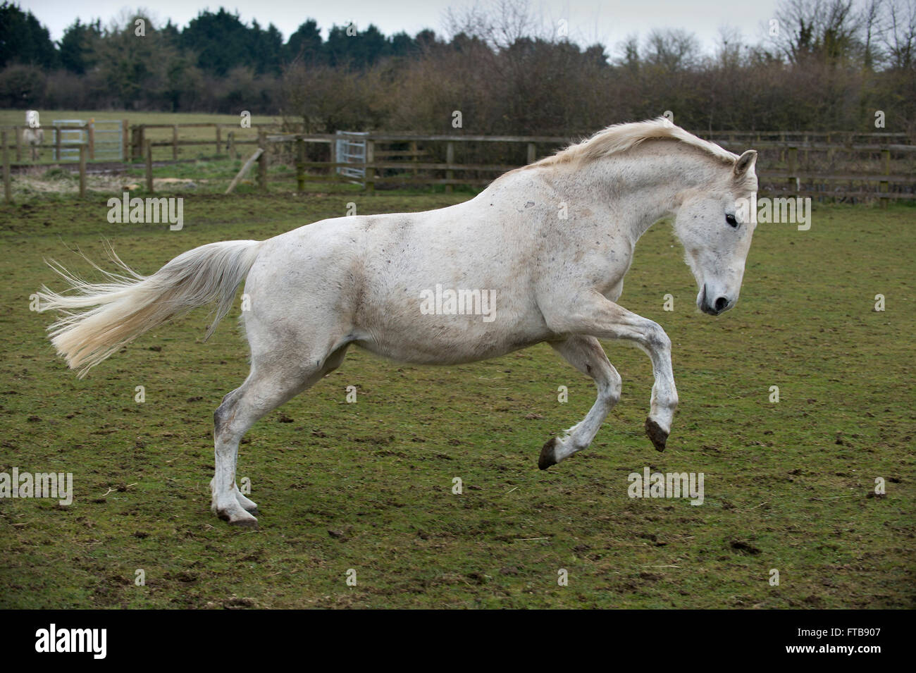 Cressida,a white racehorse,cousin of Desert Orchid,rescued by the