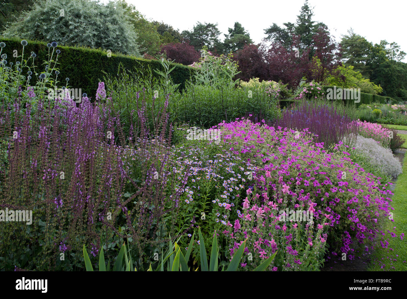 Salvia sylvestris dear anja hi-res stock photography and images - Alamy