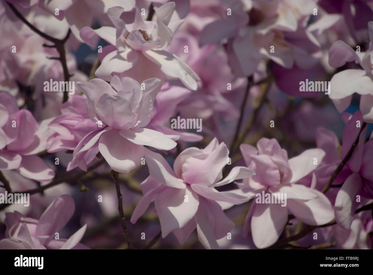 Large pink flowers magnolia tree hi-res stock photography and images ...
